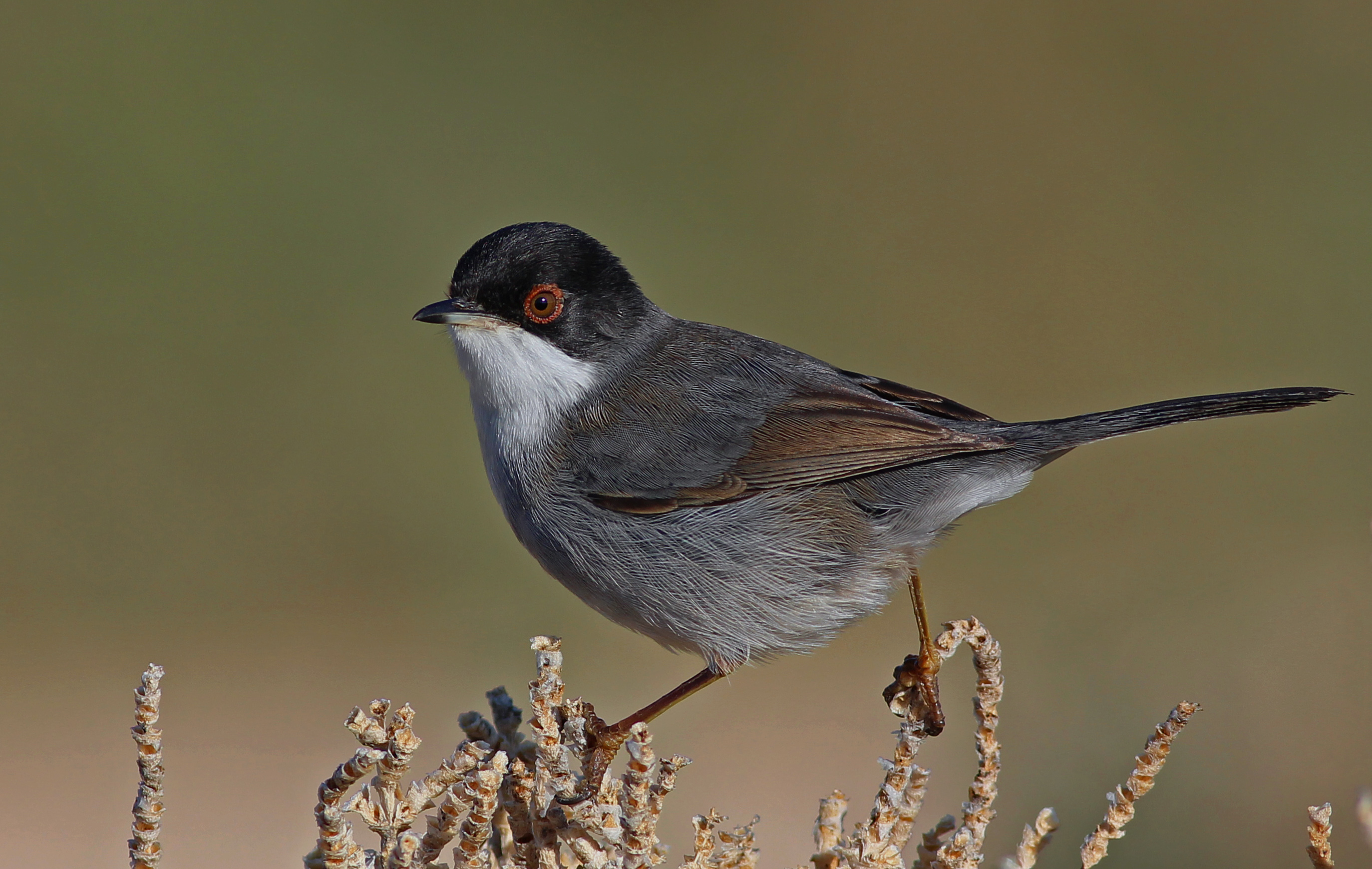 Sardinian Warbler